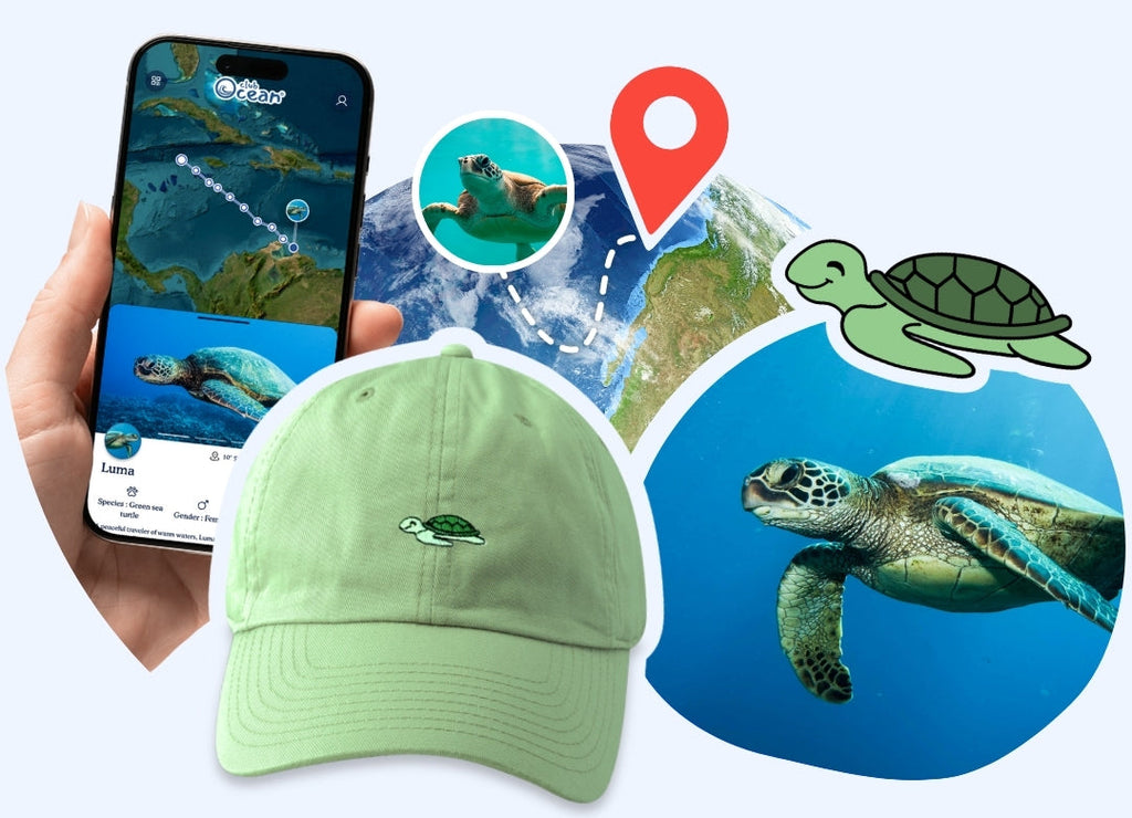 Casquette adoption tortues
