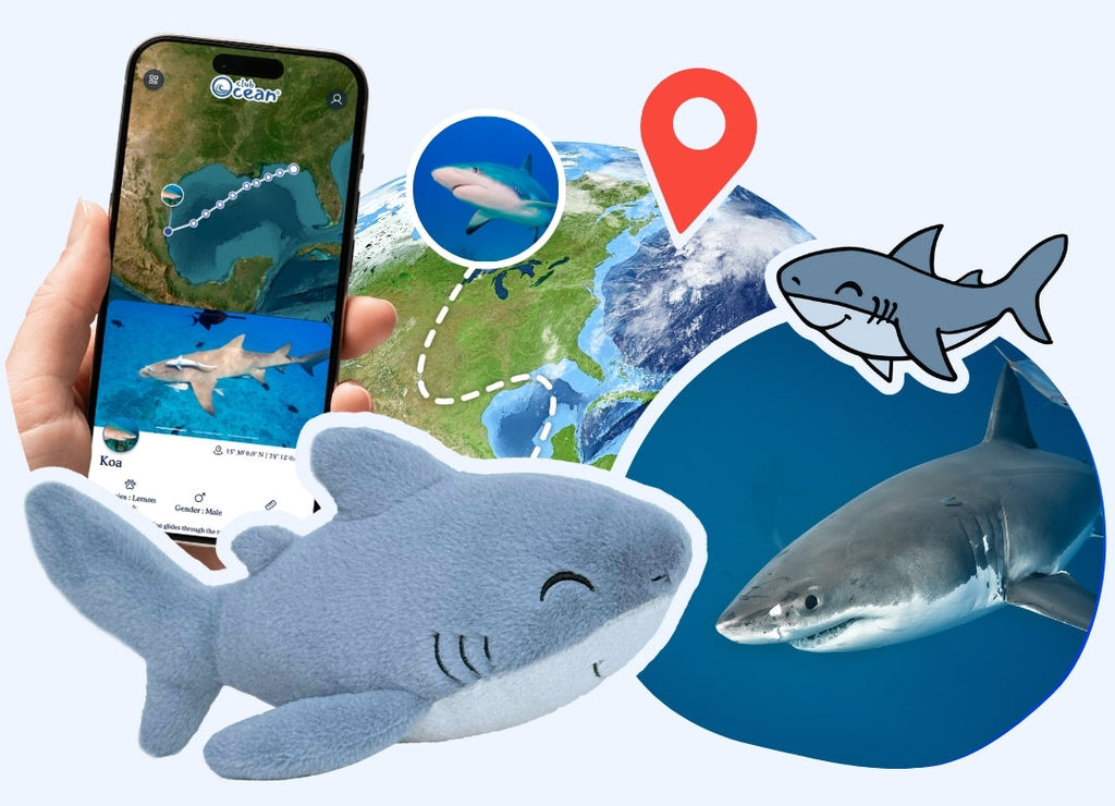 Peluche « Adoption d'un requin »