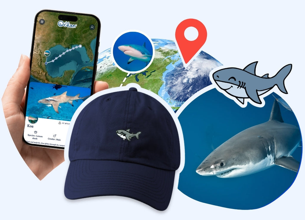 Casquette adoption requin