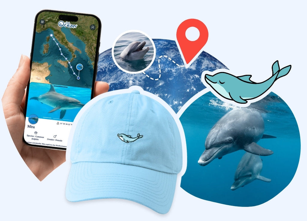 Casquette adoption dauphin