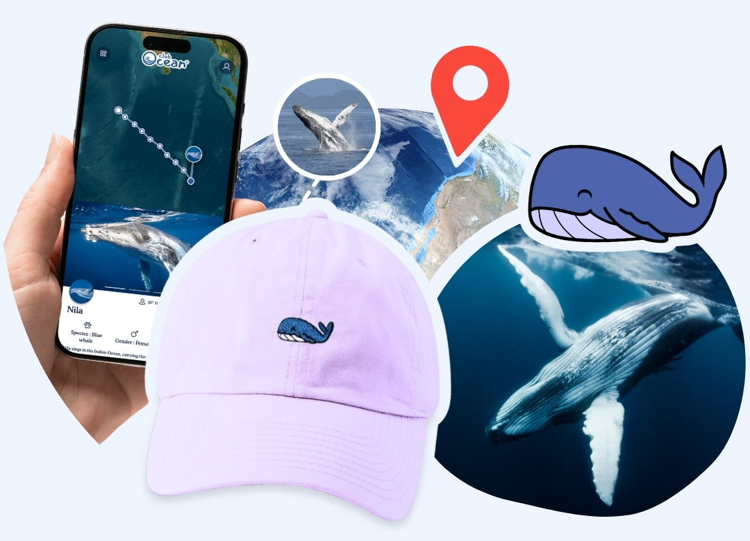 Casquette adoption baleine