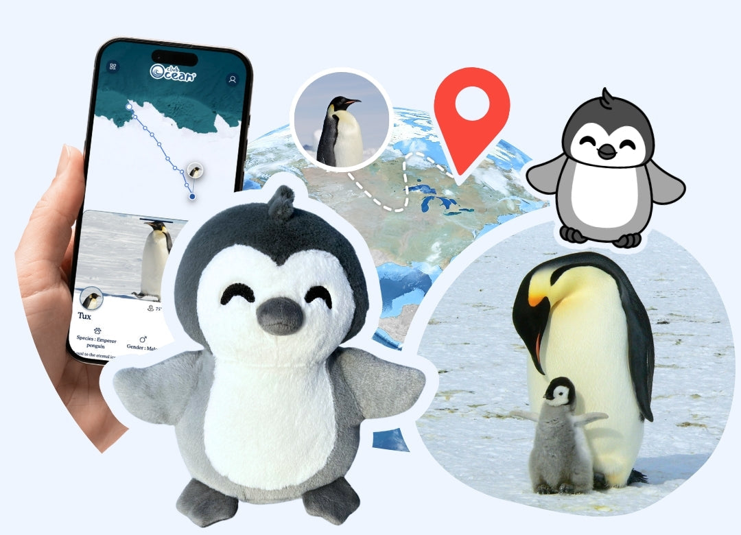 Peluche Adoption Pingouin