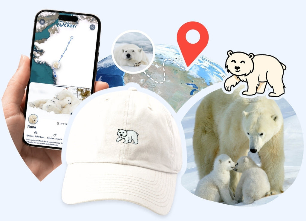 Casquette adoption ours polaire