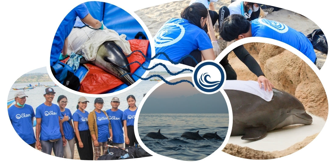 Bracelet de suivi dauphins