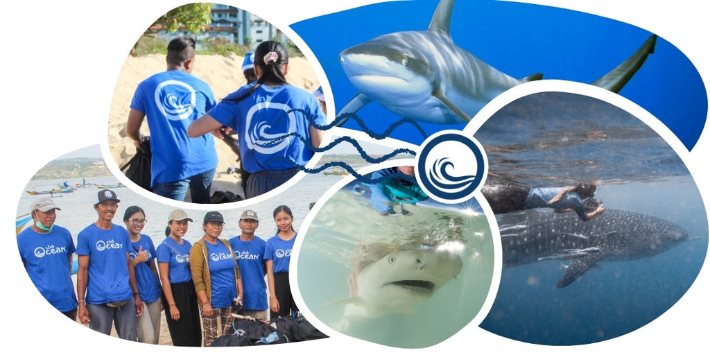 Bracelet de suivi requin