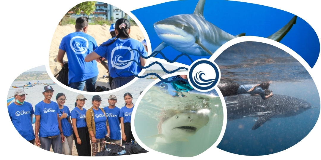 Bracelet de suivi requin