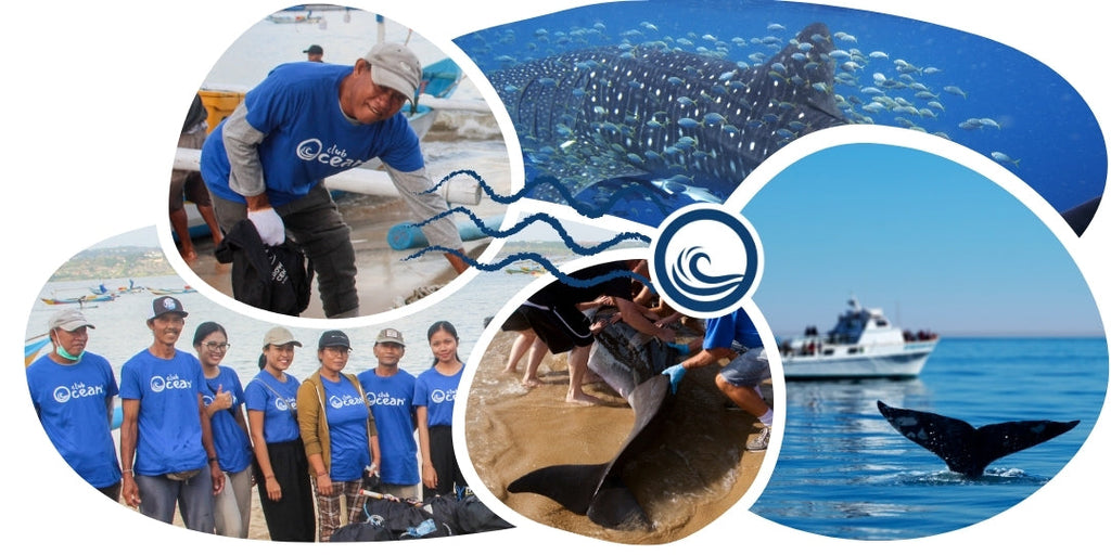 Bracelet de suivi baleine