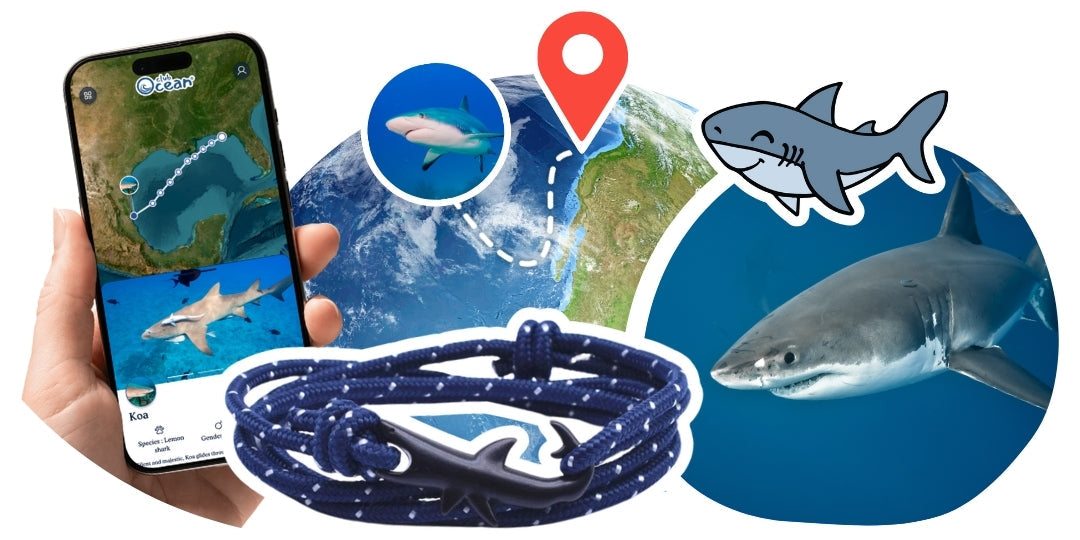 Bracelet de suivi requin