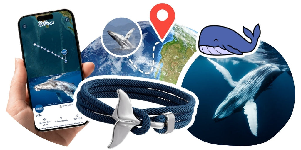 Bracelet de suivi baleine