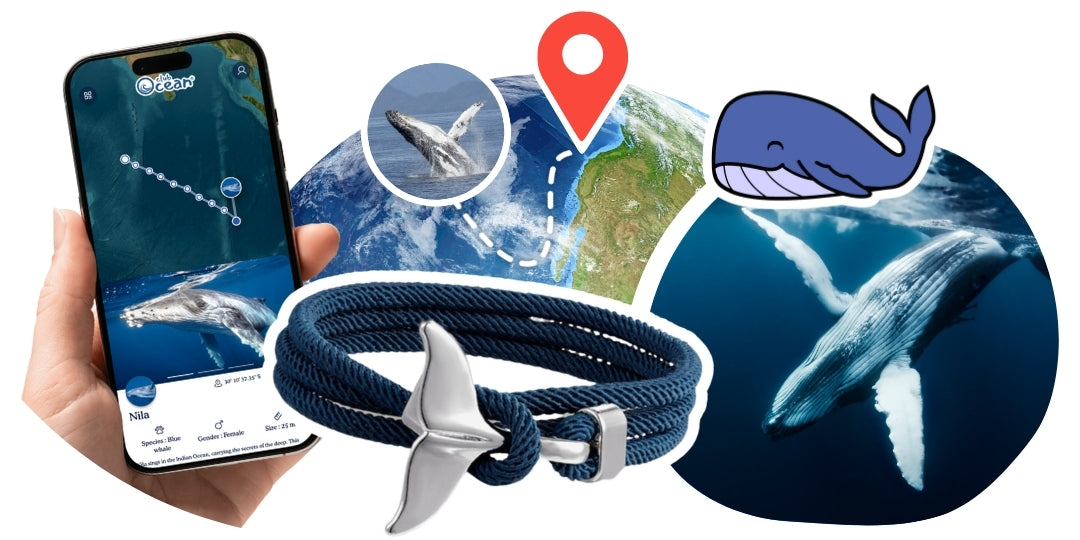 Bracelet de suivi baleine