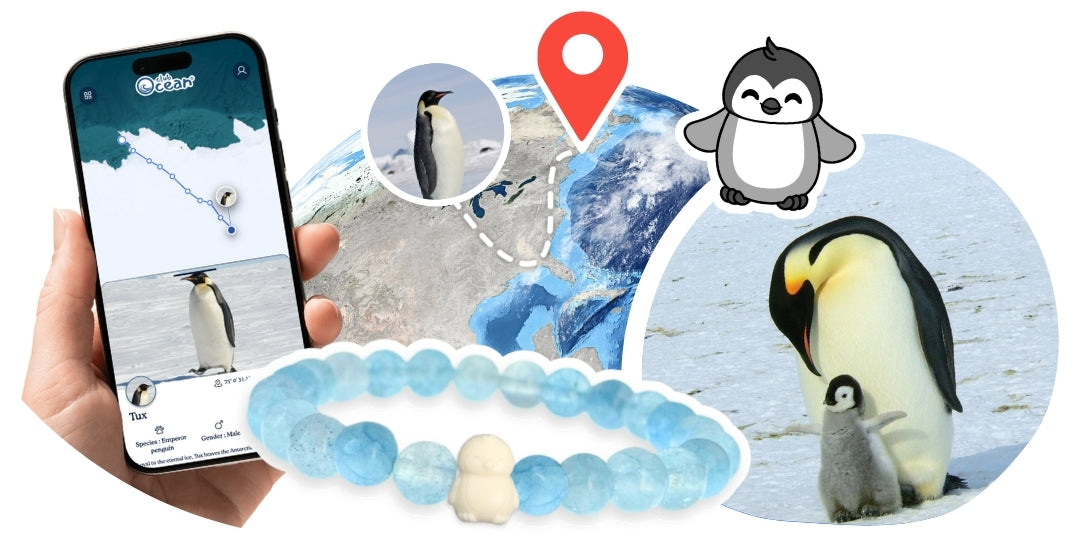Bracelet Pingouin Suivi