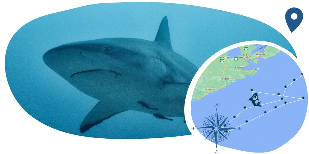 Bracelet de suivi requin