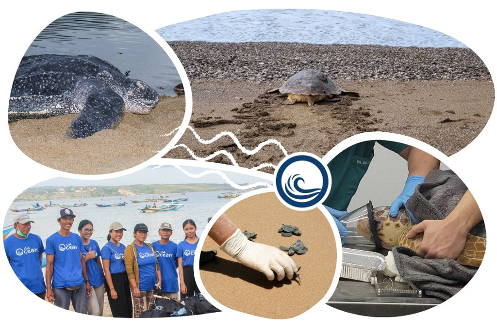 Peluche « Adoption d'une tortue »