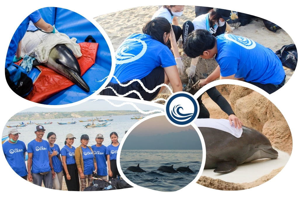 Casquette adoption dauphin