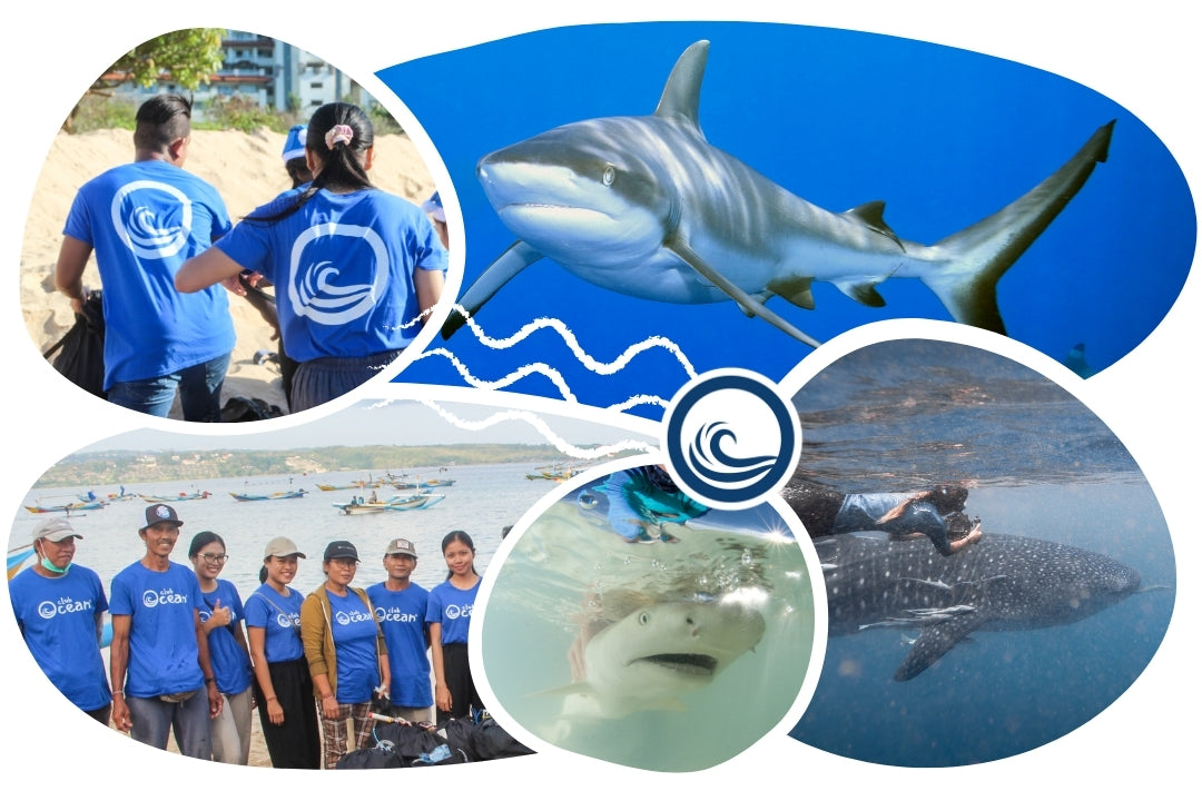 Casquette adoption requin