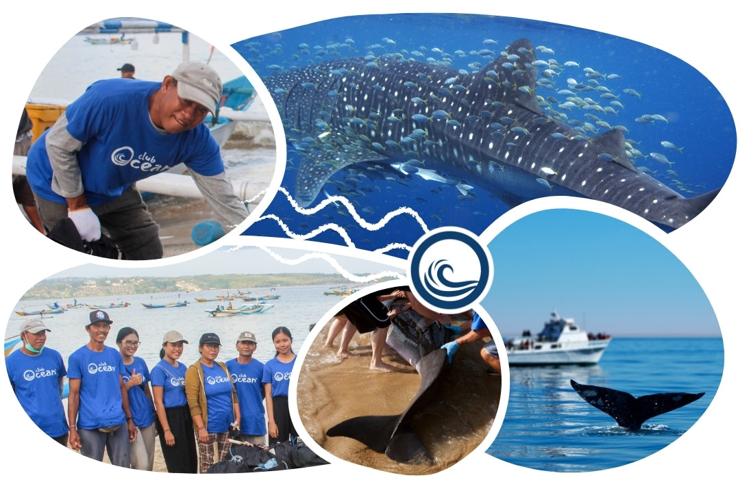 Casquette adoption baleine