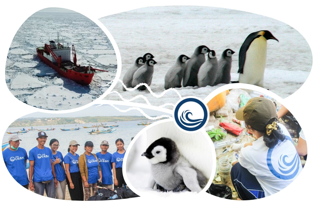 Peluche Adoption Pingouin