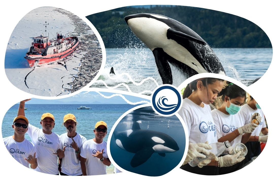 Casquette adoption requin