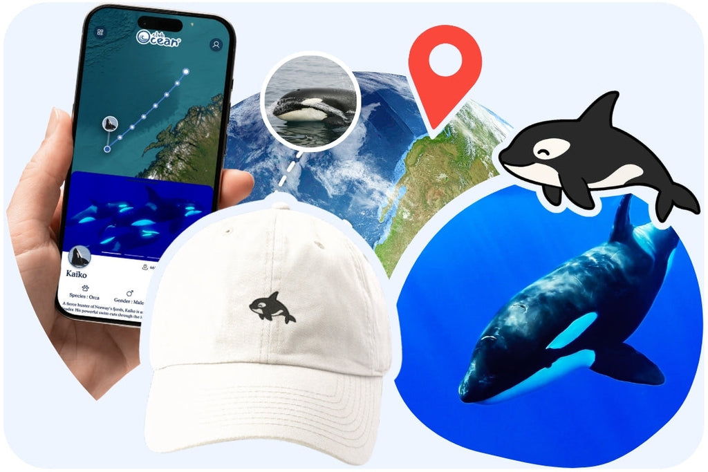 Casquette adoption requin