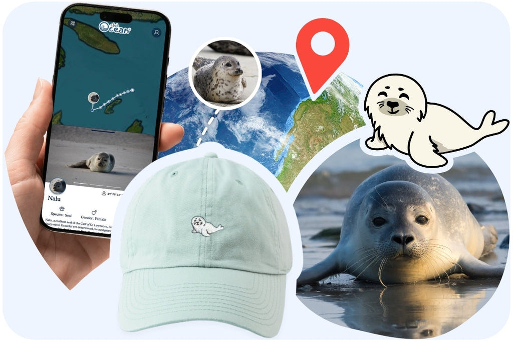 Casquette adoption phoque