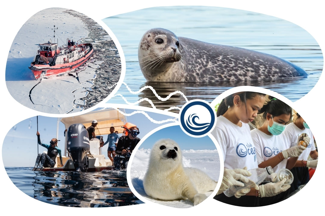 Casquette adoption phoque