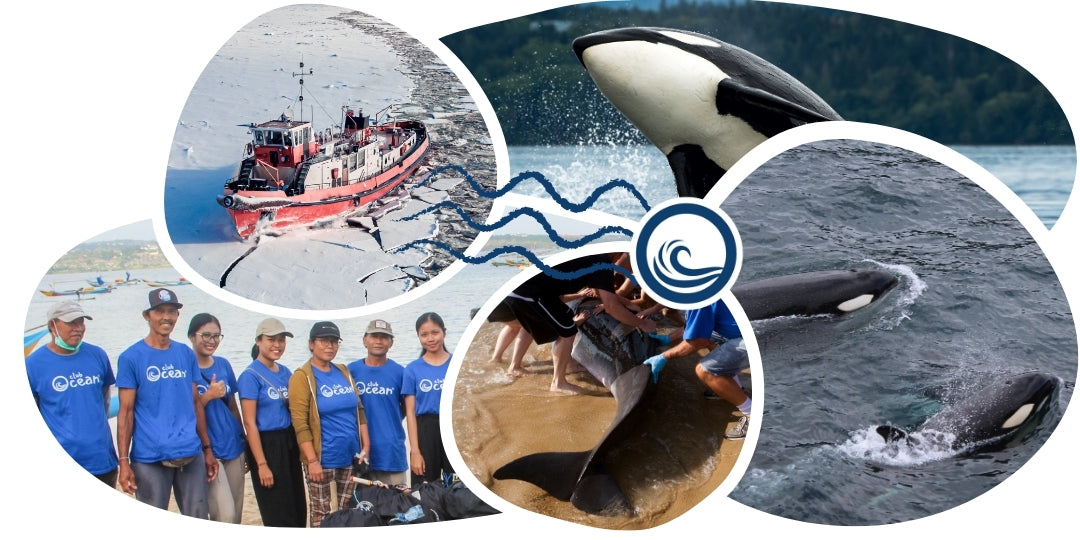 Bracelet Orque Suivi