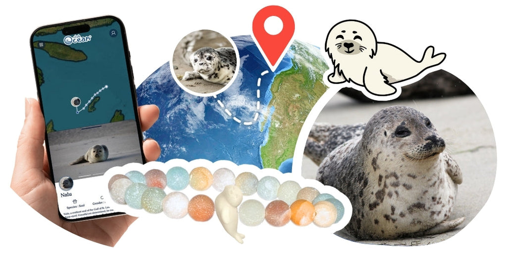 Bracelet Suivi Phoque