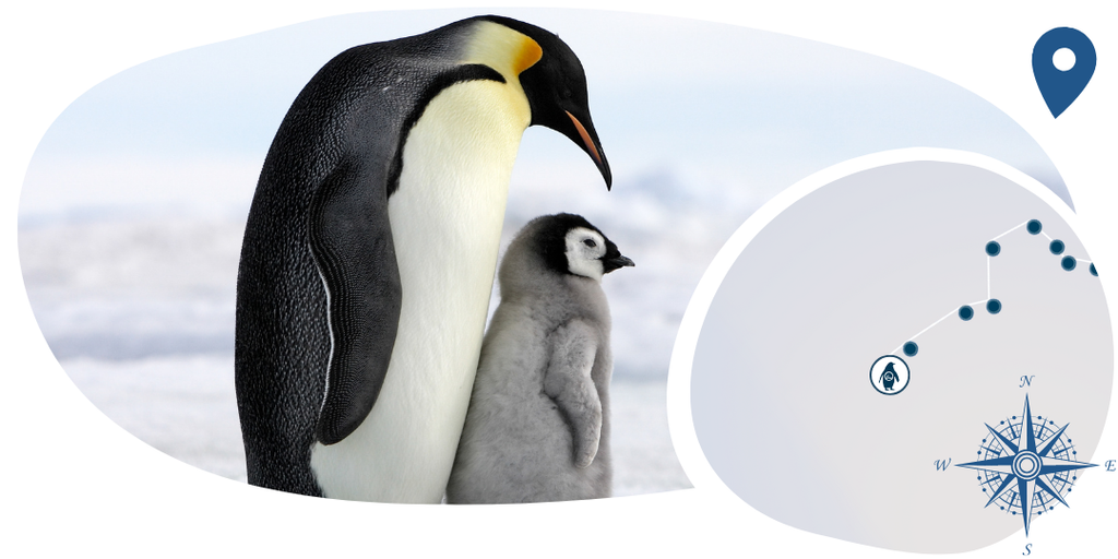 Bracelet Pingouin Suivi